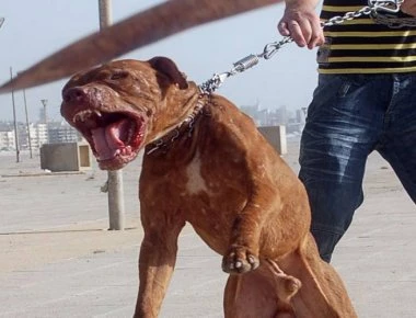 Κοζάνη: Βγήκε βόλτα και του επιτέθηκαν… 20 αδέσποτα σκυλιά - Εντρομος είδε μισοφαγωμένο τον σκύλο του